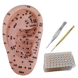 Quikaboo Ear Point Model 3D Model Ear Point Seal 6.7 inches (17 cm) Urn Model Urn Jewelry