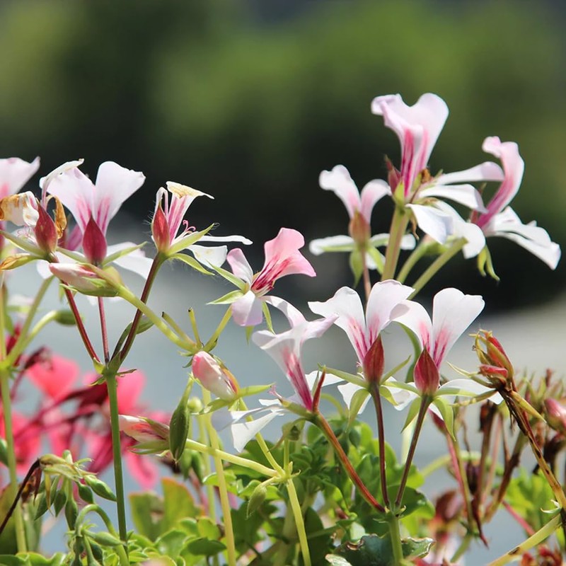 Aromatics International Geranium Essential Oil 15ml