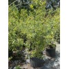 Tree POMEGRANATE TREE (Grafted) 3 Feet Tall.