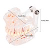 Standard Dental Model for Dentistry Students, Standard Study Teaching Dental