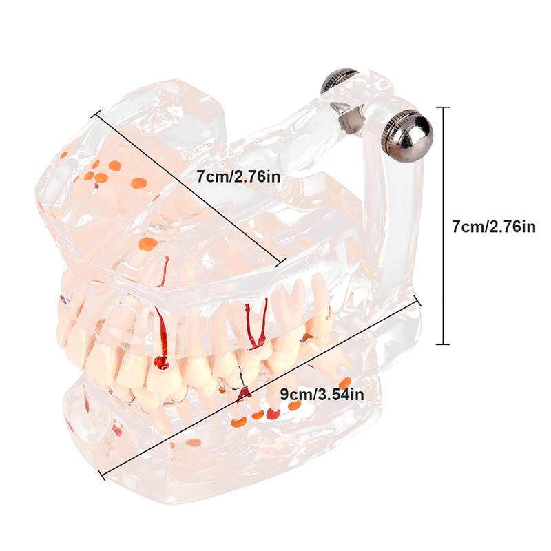 Standard Dental Model for Dentistry Students, Standard Study Teaching Dental