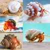 3 PCS Hermit Crab Shells 2~2.7Inch Natural Hermit Crab Shells