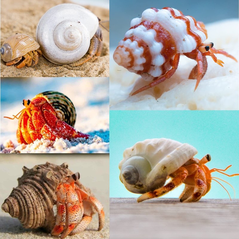 3 PCS Hermit Crab Shells 2~2.7Inch Natural Hermit Crab Shells