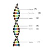 DNA Double Helix Structure Models Educational DNA Double Helix Modesl
