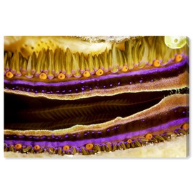 Wynwood Studio Nautical and Coastal Contemporary Wrapped Canvas Art - David Fleetham - Coral Boring Scallop II, Wall Art for Living Room, Bedroom, and Bathroom, 24 in x 16, Yellow and Purple Home Decor