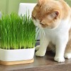Cat Grass Growing Soil, Soil for Starting and Growing Cat