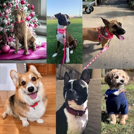 Choker Collar for Dogs, Escape Proof Dog Martingale Collar No Pull Cinch Dog Training Collars Adjustable for Small Medium Large Breed Pet Dogs, Purple L