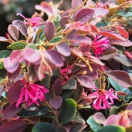Loropetalum Daruma Compact Ruby I 30 Live Plants I Chinese Fringe Flower I Vibrant Red Foliage and Pink Flowers, Low-Maintenance, Compact Shrub for Borders and Containers