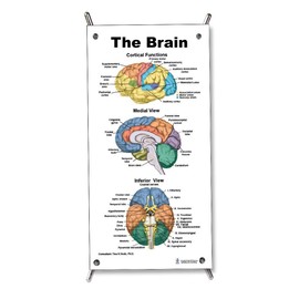 The Colorful Brain Mini Poster with X Stand