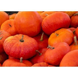 Rouge VIF D'Etampes Cinderella Fairytale French Heirloom Pumpkin Premium Seed Packet