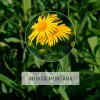 Maui Herbs Arnica Pills For Bruising, Swelling, Arthritis B