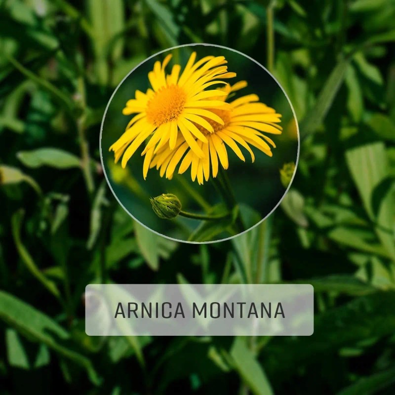 Maui Herbs Arnica Pills For Bruising, Swelling, Arthritis B