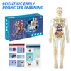28.5 cm Anatomy Model, Mini Human Skeleton Model, Human Body