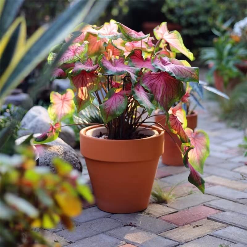 OLEEP Clay Pots - 10 Pack (5.5 inch) Large Terra