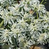 Outsidepride Snow On The Mountain Euphorbia Seeds for Planting -