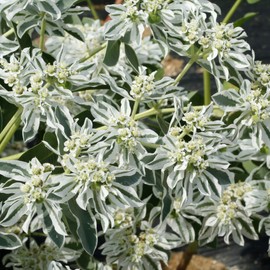 Outsidepride Snow On The Mountain Euphorbia Seeds for Planting - 500 Pcs Annual, Easy to Grow, Drought-Tolerant Flower Seeds with White & Green Bracts for Floral Arrangements & Bouquets