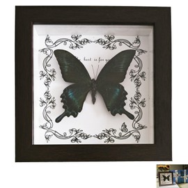 Butterfly Wall Decor,Gothic Home Decor,Real Framed Butterfly Taxidermy Butterfly, Handmade Wooden Shadow Box Taxidermy Specimen Display for Wall Hanging and Tabletop Art Home Decoration (Green-banded Swallowtail)
