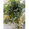 Plantko Organic Swedish Ivy 8 Cuttings $14.99