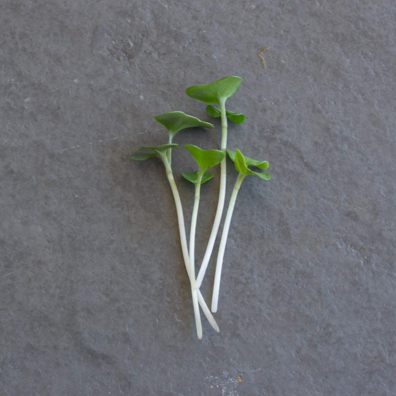 Broccoli Microgreens Seeds - 1 Lb ~16,000 Seeds - High