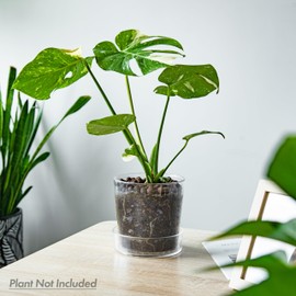 Phoenix Vine 6.5 Inch 8 Inch Clear Acrylic Houseplants Planter Pot with Tray, Orchid Pot with Drainage Holes, Deep Saucer for Bottom Watering, Transparent Containers for Indoor Plants, Herbs, 91-B-Z