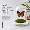 Green-Banded Swallowtail Butterfly Framed Decoration - Handmade Glass Shadow Box