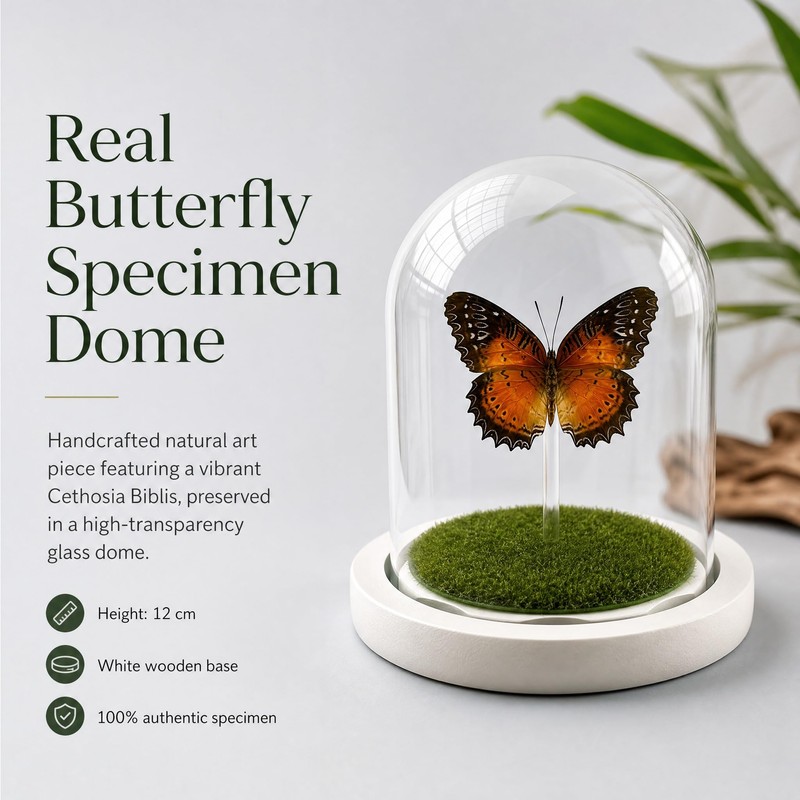 Green-Banded Swallowtail Butterfly Framed Decoration - Handmade Glass Shadow Box