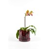 Orchitop Scoop M-Set Orchid Pot with Saucer for All Orchids