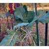 LONGHEAD COLLARD GREEN (AFRICAN TREE COLLARD HYBRID-LONGHEAD) 100 SEEDS -6