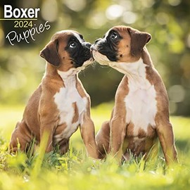 Boxer Puppies Calendar 2024 | Square Dog Puppy Breed Wall Calendar - 16 Month