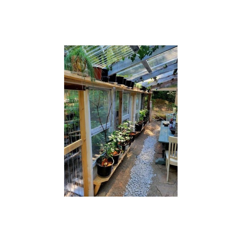 Carolina REAPER Chocolate Fire Pepper Seeds Super Hot 2.2+ Million