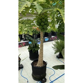 Happy Hydro AutoPot XXL Self Watering Systems, 1-100 Pots (9gal, 1 Pot XXL with Reservoir)