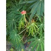 Tree Flowering Coral Tree Live rooted starter plants – 2