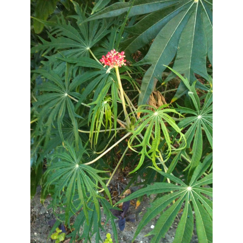 Tree Flowering Coral Tree Live rooted starter plants – 2