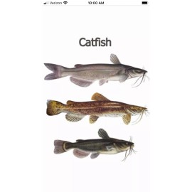 Grandpas Old Bullhead Catfish Carp eel Two RECIPEs ONLY Not Physical Bait...