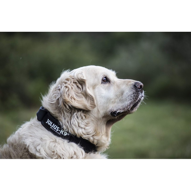 Julius-K9 Colour and Gray Collar with Handle, Safety Lock and