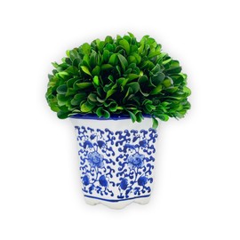 Galt International 7" Naturally Preserved Real Boxwood Ball in Hand-Painted Blue & White China Pot Planter Green Indoor Plant Home Decor (Small 7" Tall Topiary)