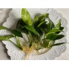 ONE Anubias Congensis (Medium) Live Easy Beginner Aquarium Plant