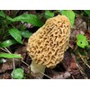 Eunivus Morel Mushroom Spores in Sawdust Bag Garden Mushrooms Spore