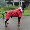 Four-Legged Full Coverage Waterproof Dog Raincoat with Reflective Features Pet
