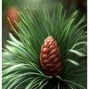 Pinus jeffreyi (Jeffrey Pine) Tree Seeds, Pleasant Fragrance, Attractive Cones,