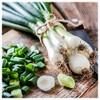 Everwilde Farms - 1 Oz Evergreen White Bunching Onion Seeds