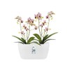 elho brussels orchid duo 25cm flowerpot - white