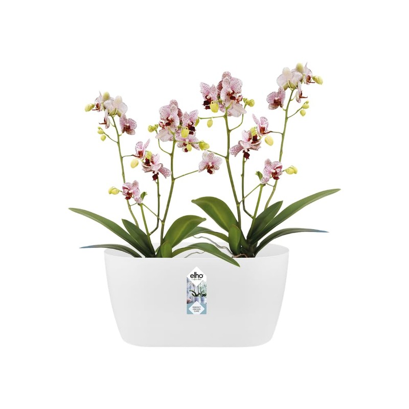elho brussels orchid duo 25cm flowerpot - white
