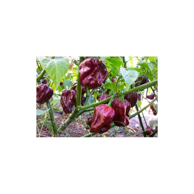 Jamaican Chocolate Habanero Pepper Seeds 10+ Seeds