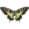 Swallowtail Butterfly Decal - 6" wingspan