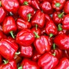 Domestic red bell pepper product 500g / 국내산 빨강 홍