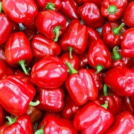 Domestic red bell pepper product 500g / 국내산 빨강 홍 피망 상품 500g