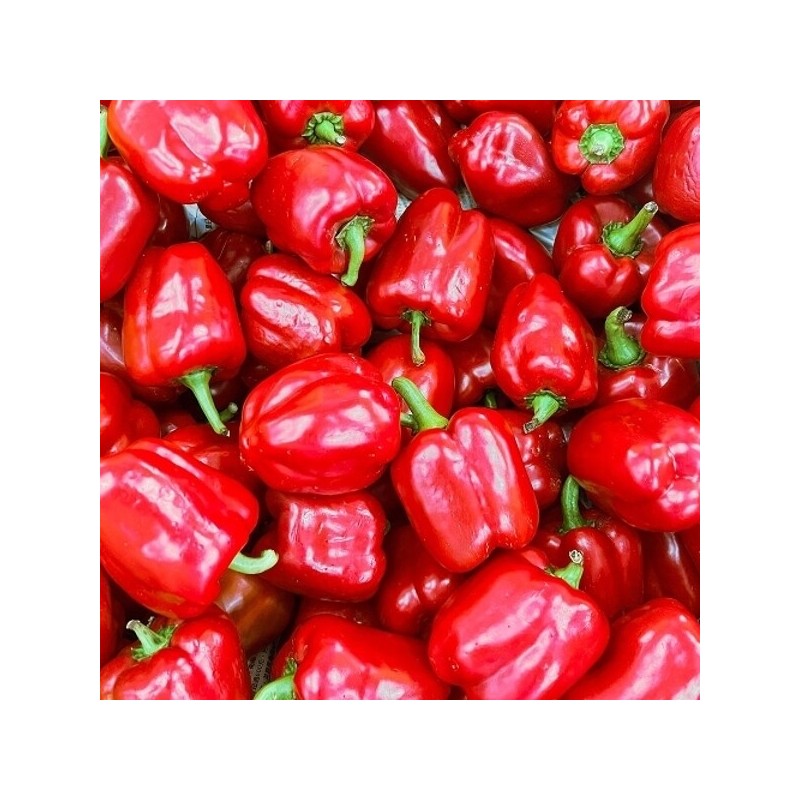 Domestic red bell pepper product 500g / 국내산 빨강 홍
