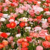 Poppy- Double Shirley - Red - 1000 Seeds