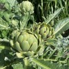 PREMIER SEEDS DIRECT - Artichoke Italian – Green Globe -